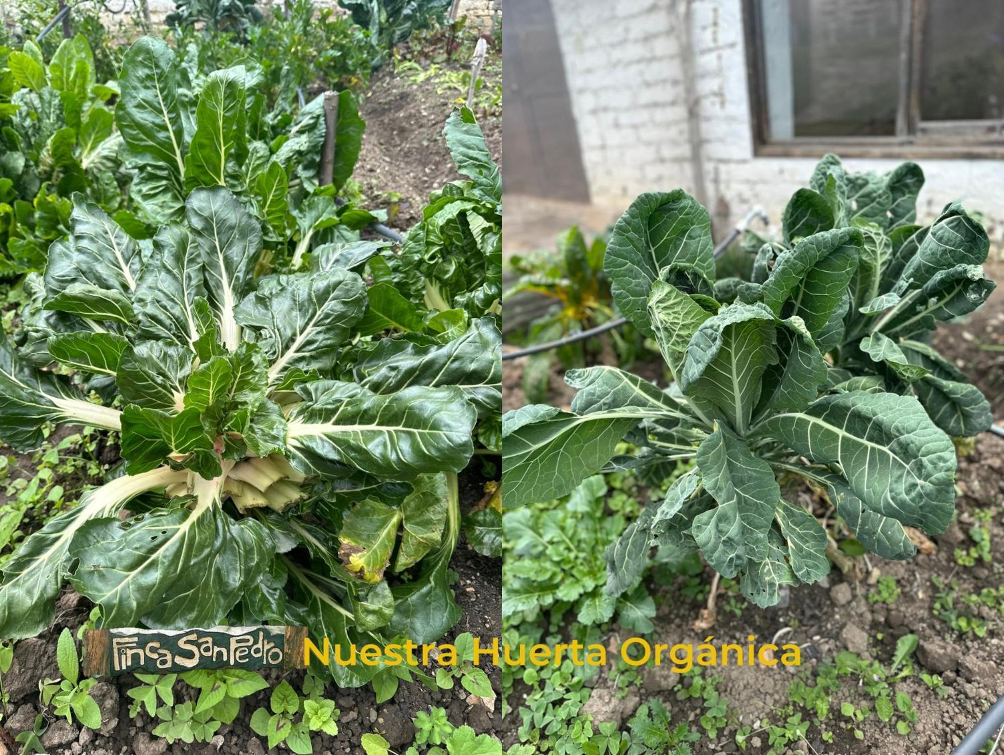 Finca San Pedro -Alojamiento Campestre Y Reserva Natural- Sogamoso Zewnętrze zdjęcie