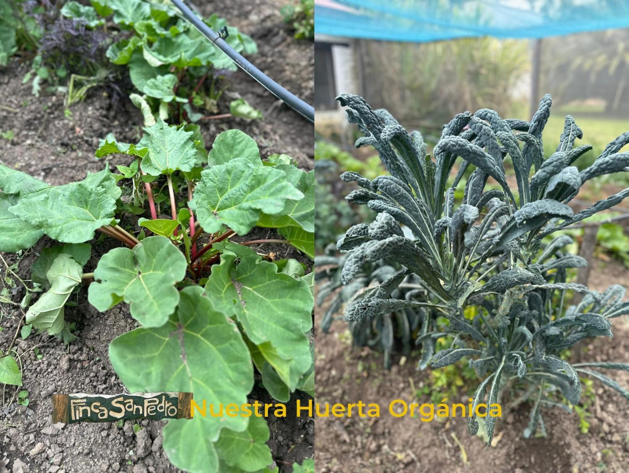 Finca San Pedro -Alojamiento Campestre Y Reserva Natural- Sogamoso Zewnętrze zdjęcie