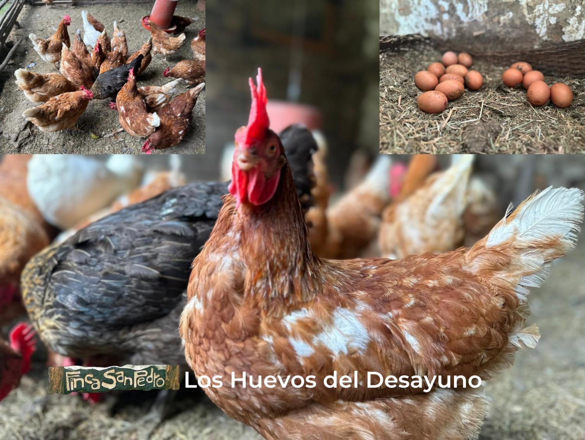 Finca San Pedro -Alojamiento Campestre Y Reserva Natural- Sogamoso Zewnętrze zdjęcie