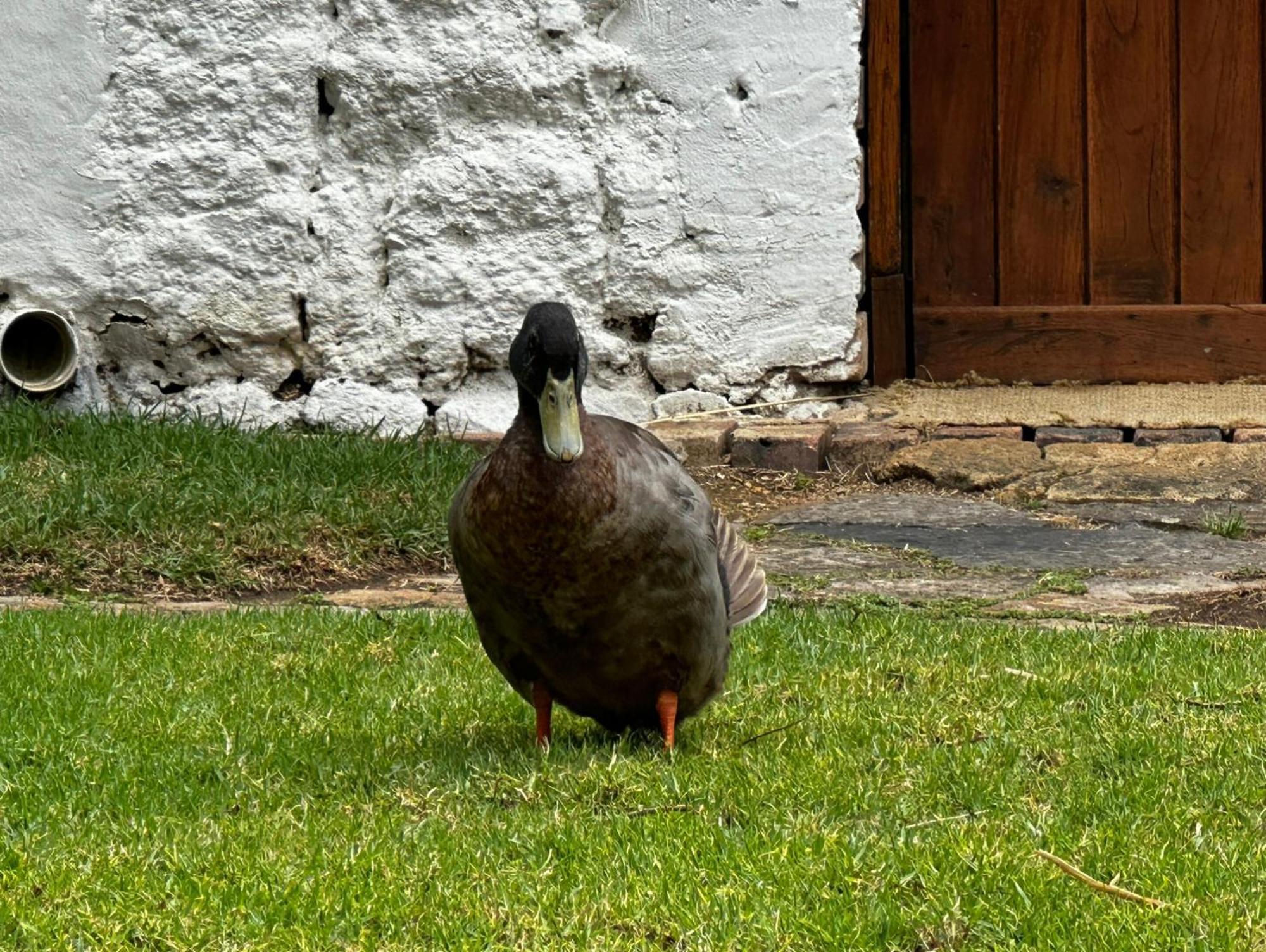 Finca San Pedro -Alojamiento Campestre Y Reserva Natural- Sogamoso Zewnętrze zdjęcie
