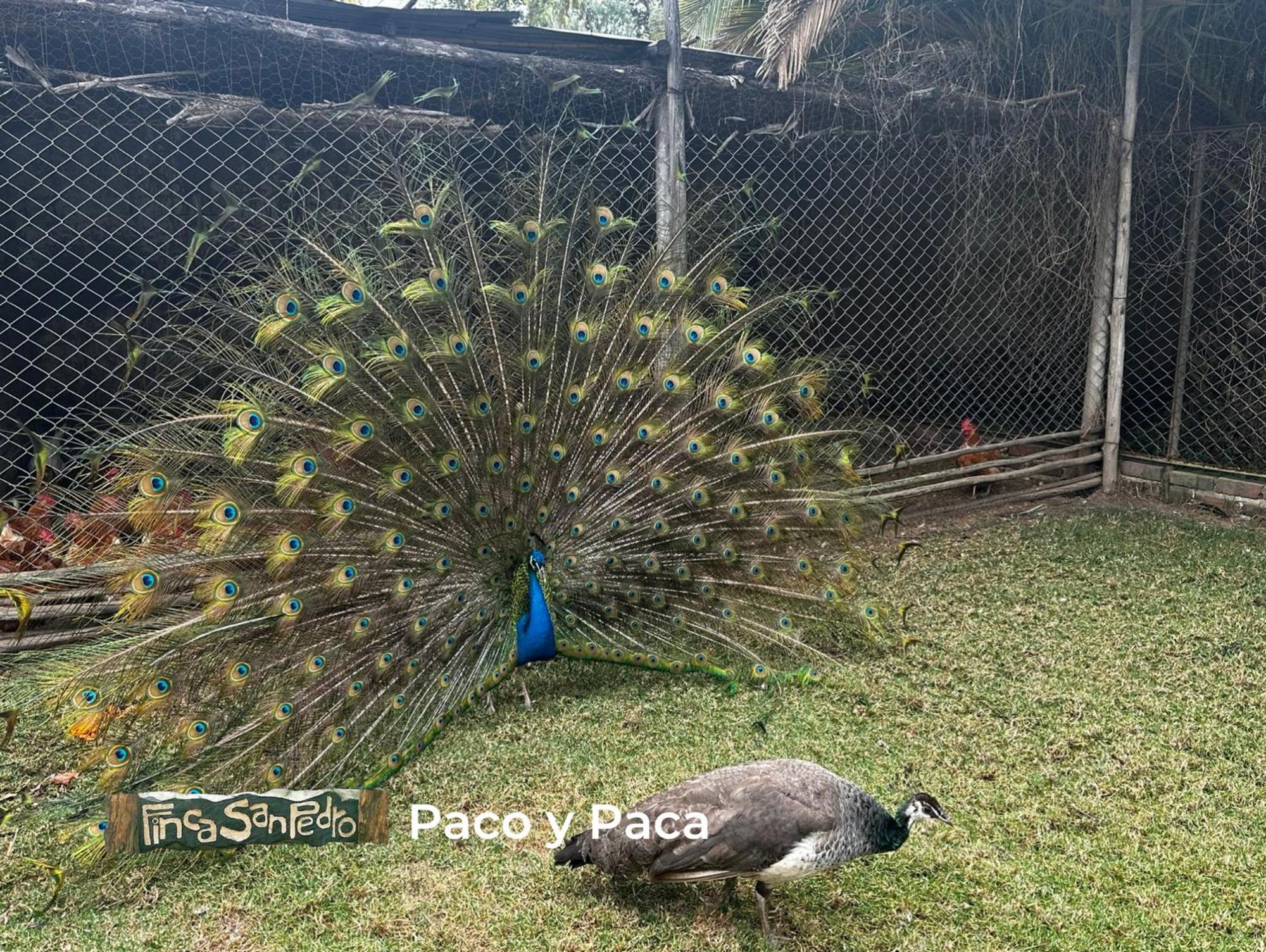Finca San Pedro -Alojamiento Campestre Y Reserva Natural- Sogamoso Zewnętrze zdjęcie
